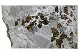 Seymchan Pallasite Meteorite Slice ( g) - Russia #305581-1